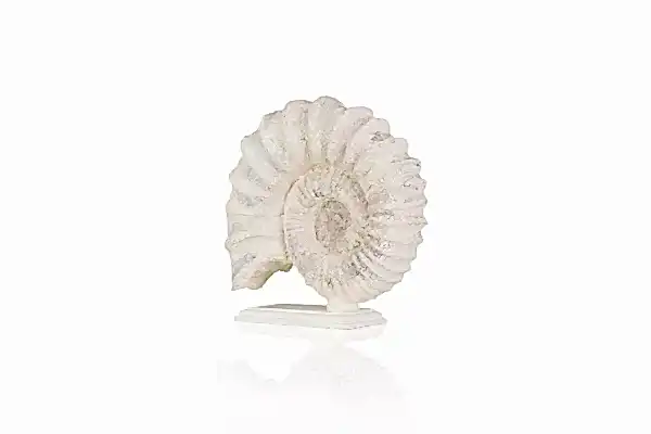 Salyangoz Dekor - BYR07